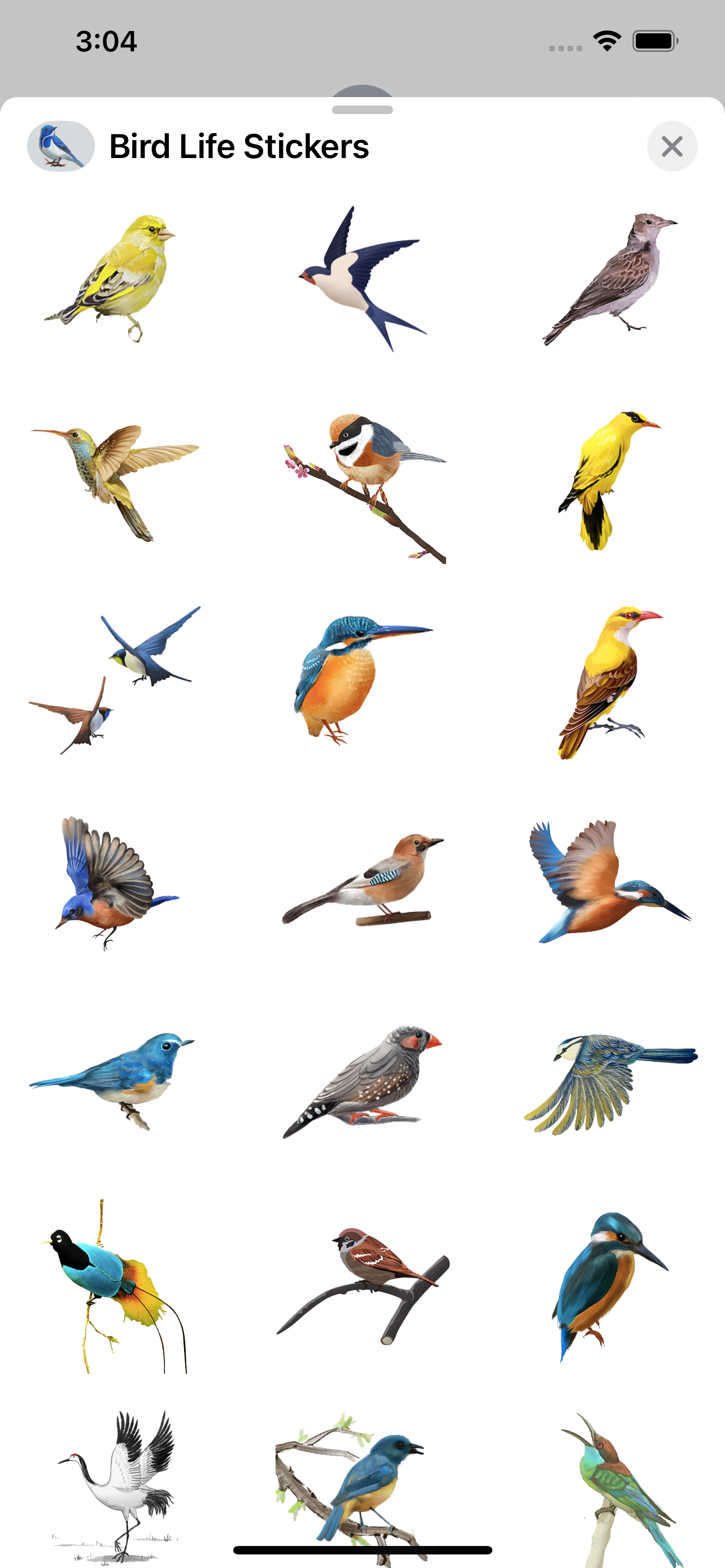 Bird Life Stickers