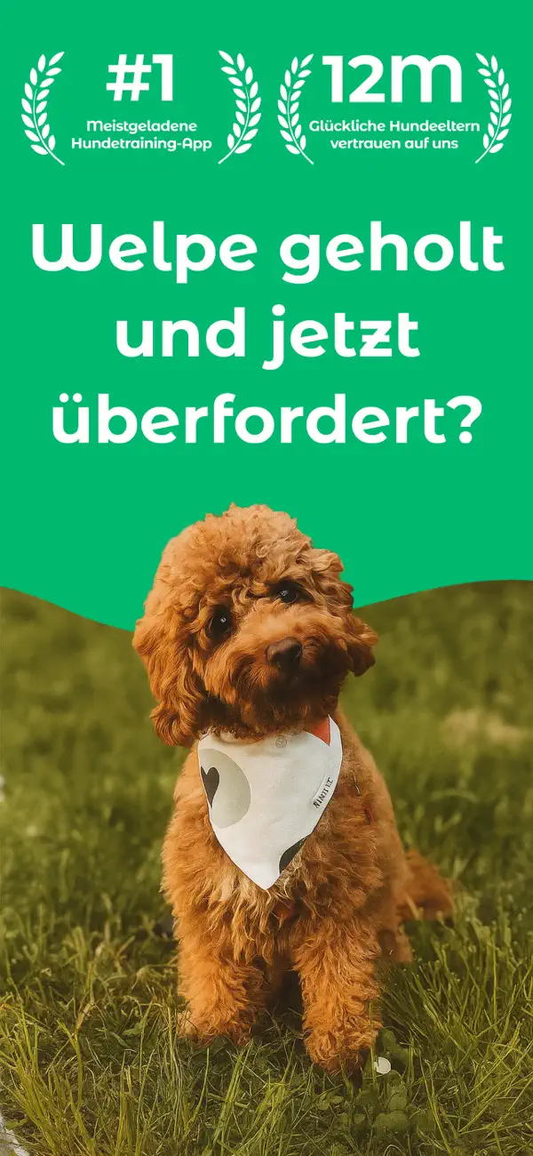 Dogo - Welpen- & Hundetraining Screenshot 1