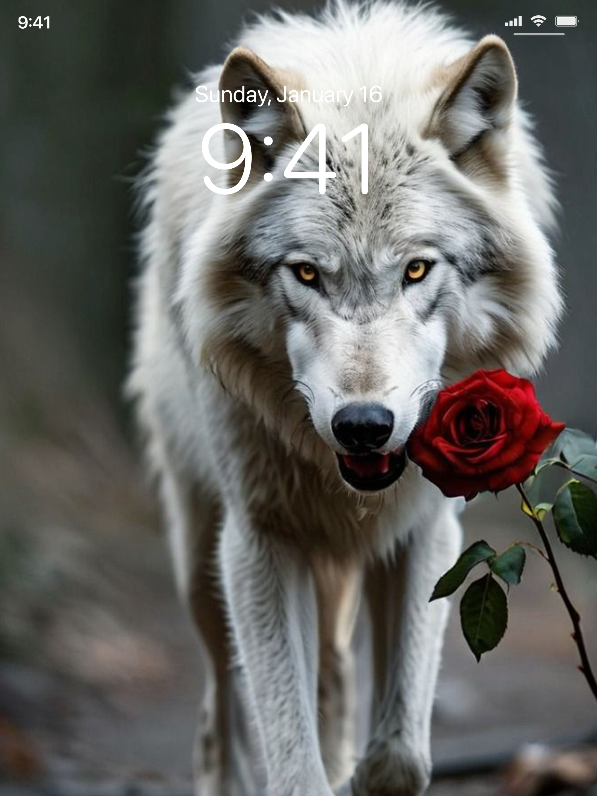 Lone Wolf Wallpapers 4K