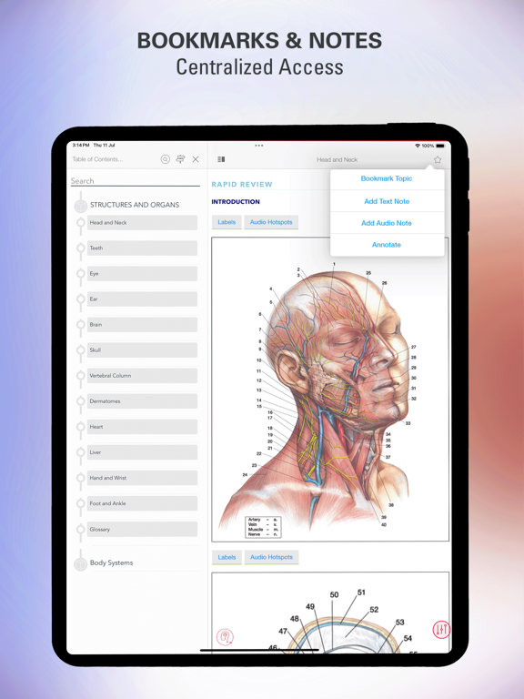 Rapid Review Anatomy Guide iPad screenshot