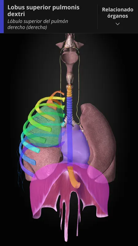 Anatomyka screenshot 9 of 10
