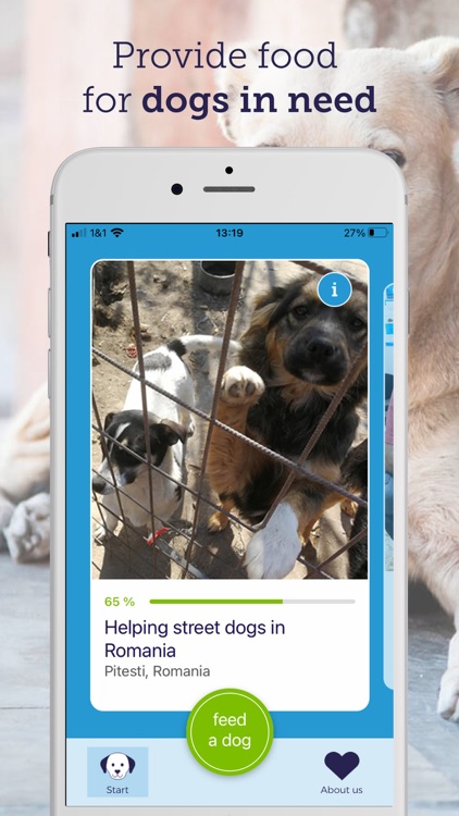 feed a dog: animal welfare