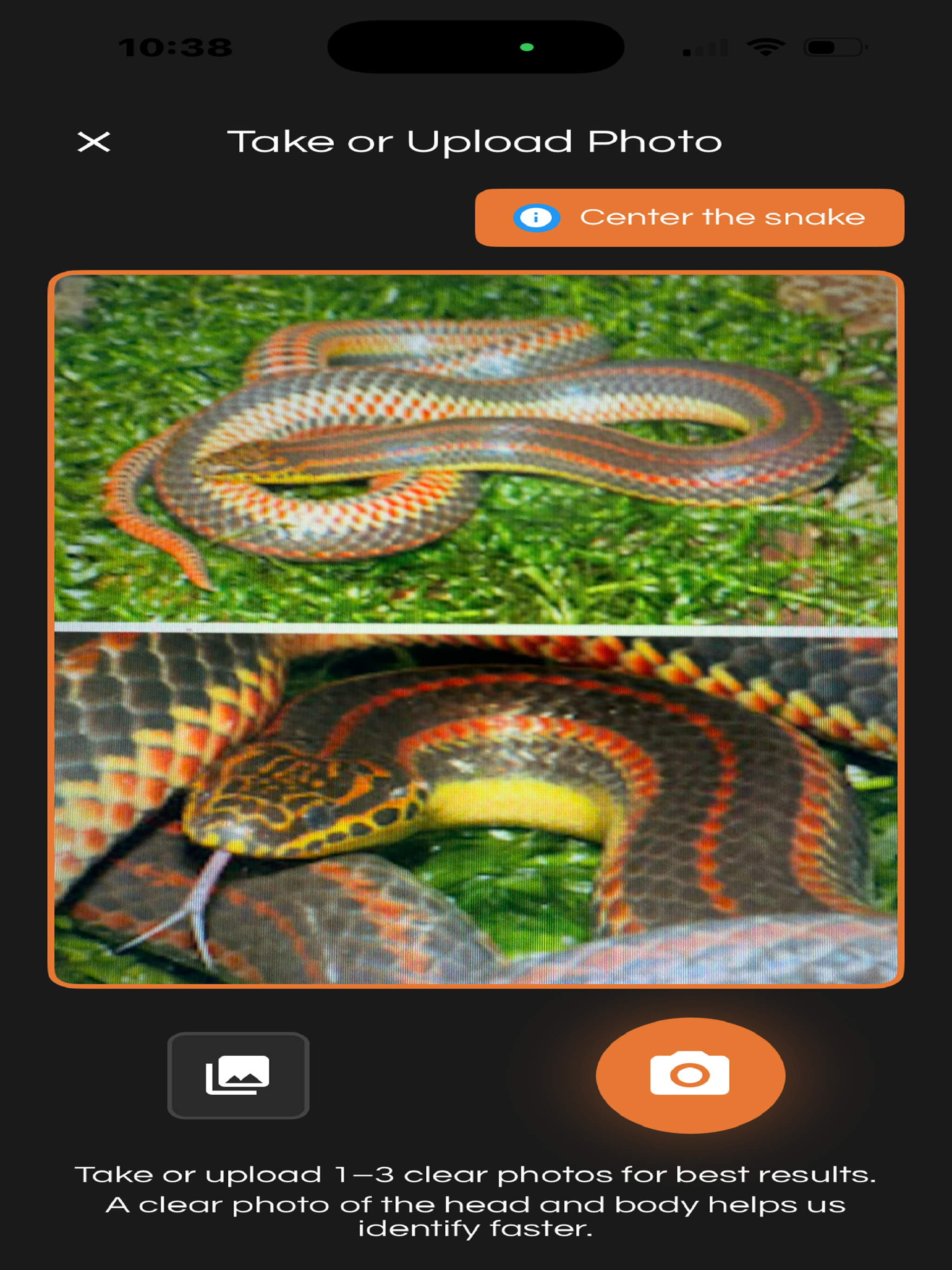 SnakeSnap: Snake Identifier screenshot 7