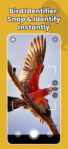 Bird Identifier - Birdify screenshot