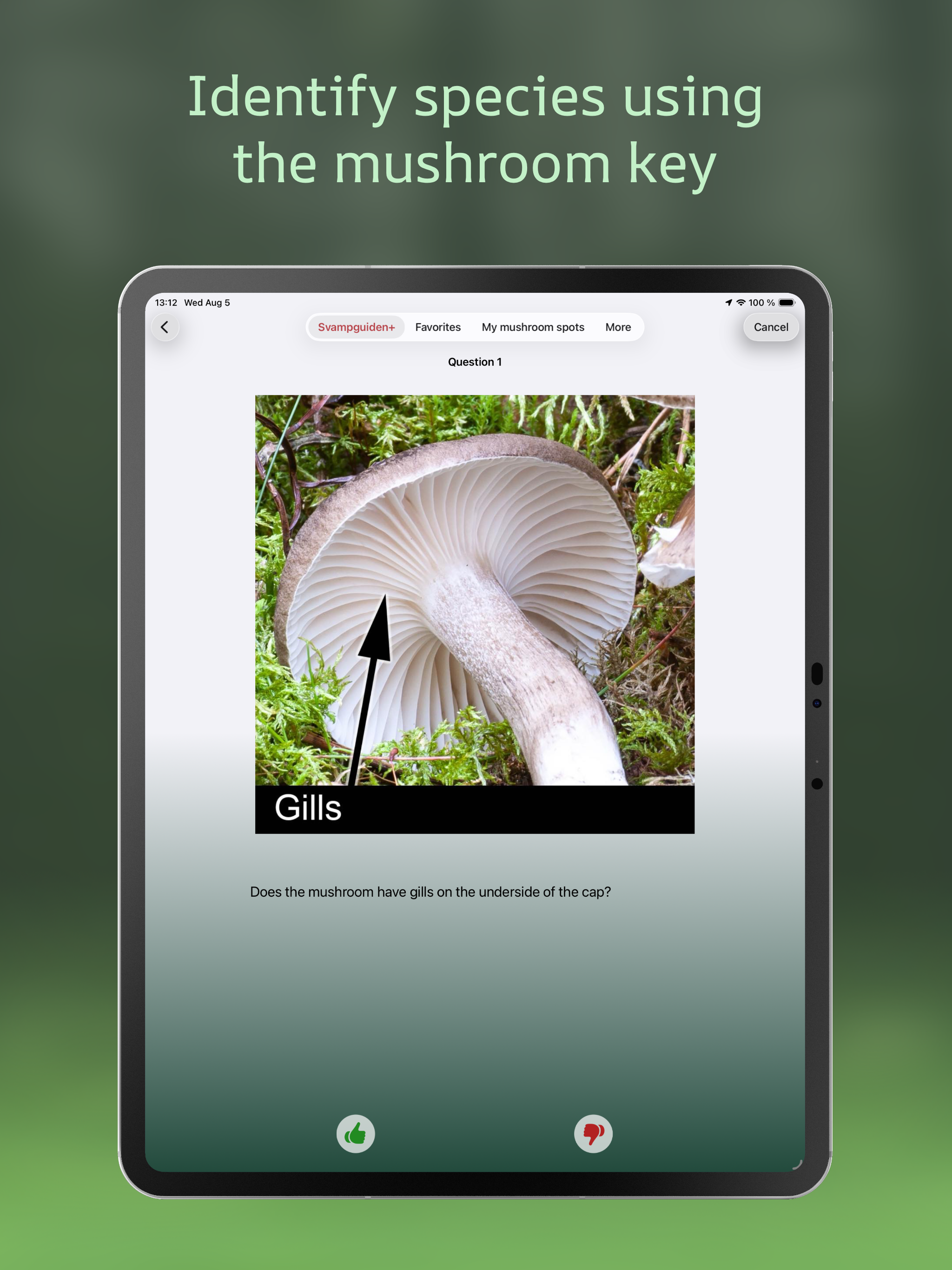 Svampguiden+: Nordic Mushrooms screenshot 19
