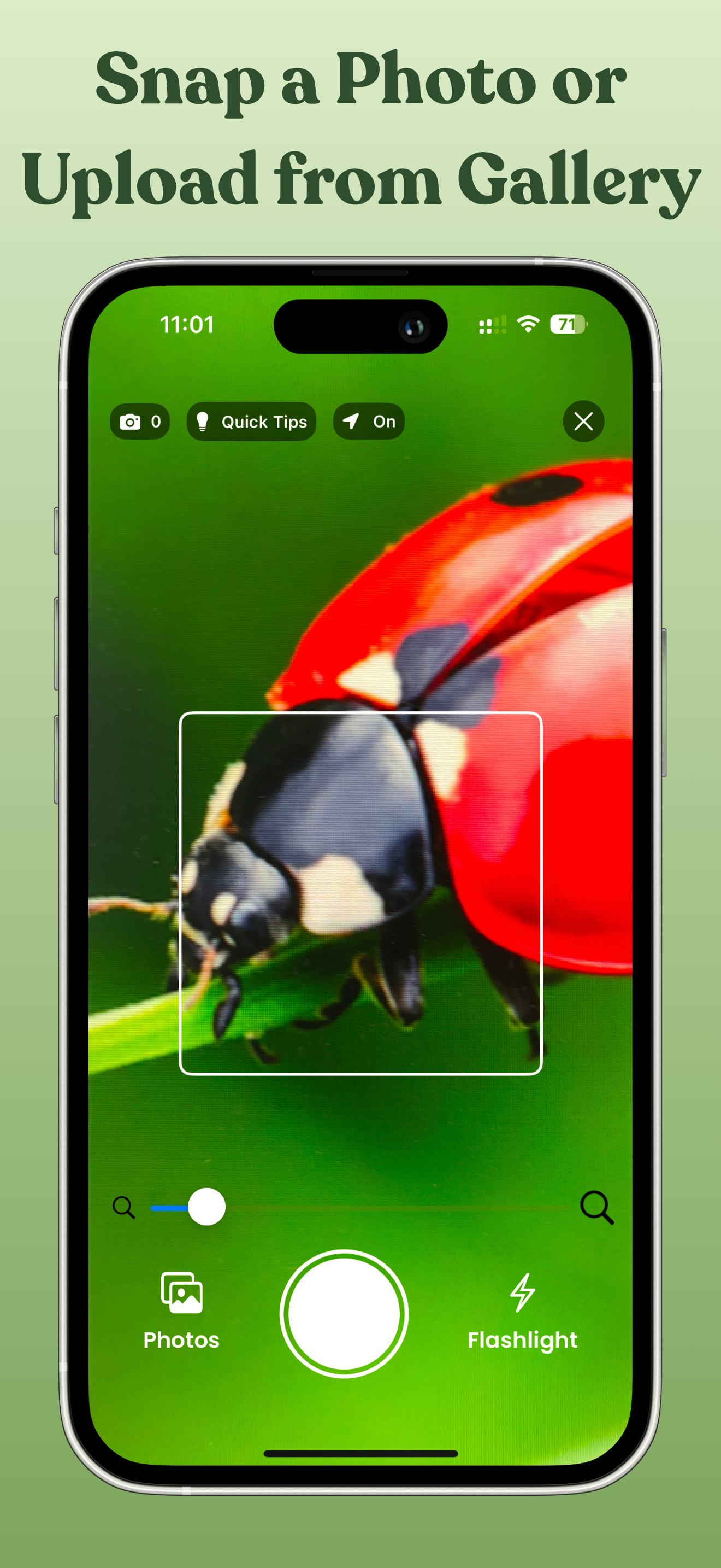 Bug Identifier, Insect ID