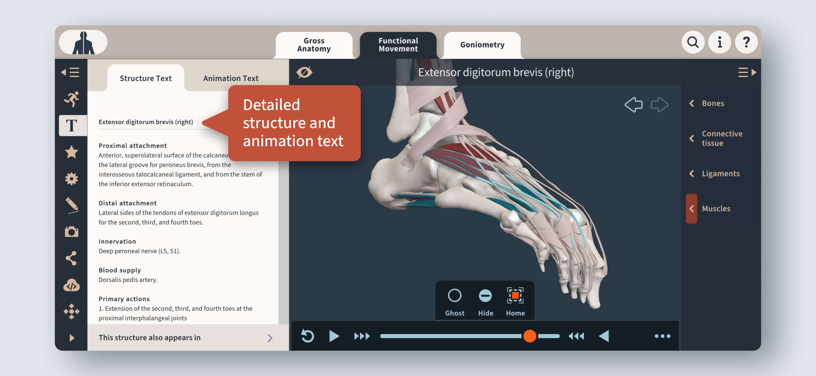Primal's 3D Functional Anatomy