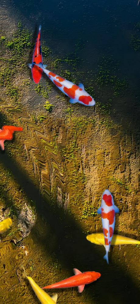 Pond Koi screenshot 10