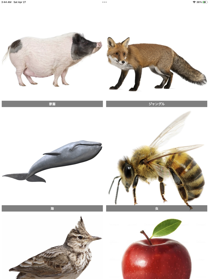 Flashcard Japanese beginner