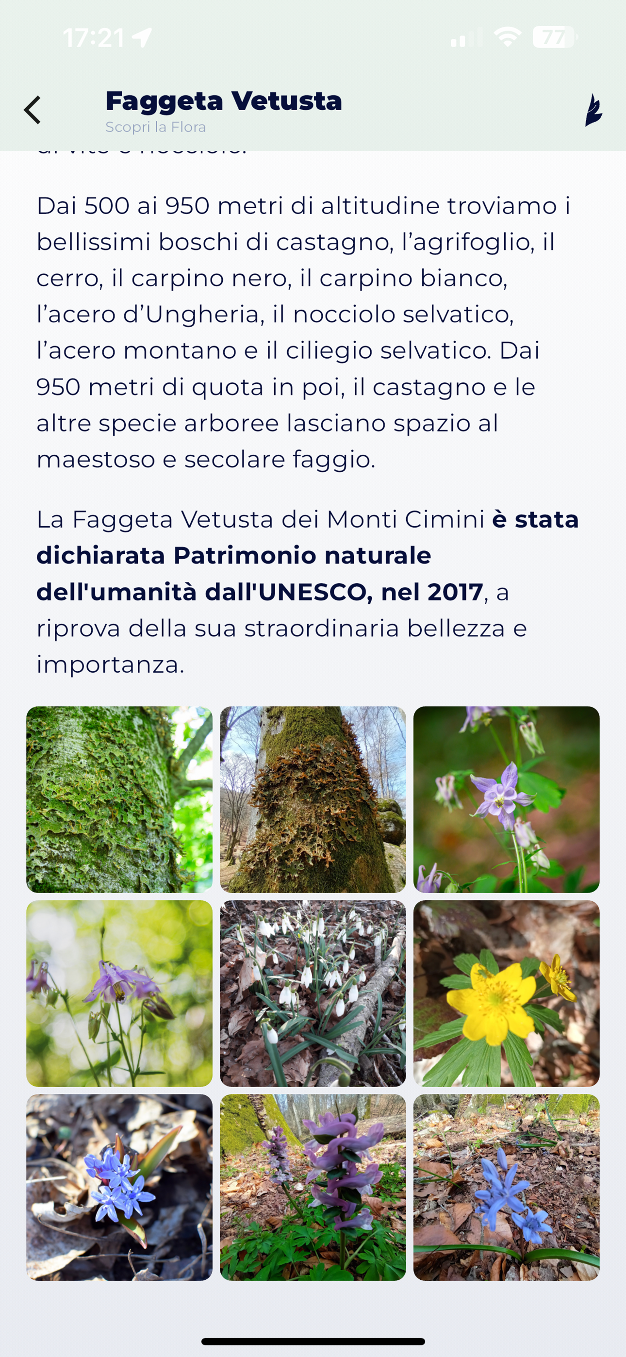 Faggeta vetusta Monte Cimino