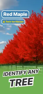 Tree Identifier - Wood & Leaf screenshot 1