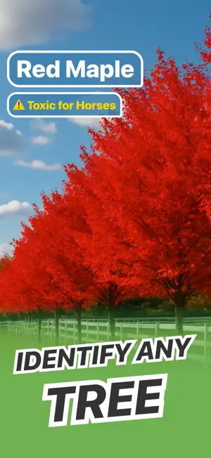 Tree Identifier - Wood & Leaf screenshot 1