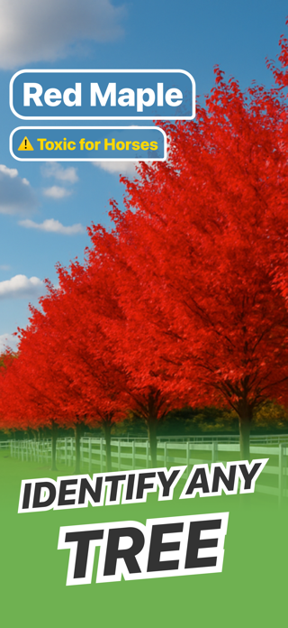 Tree Identifier - Wood & Leaf Screenshot 1 of 6