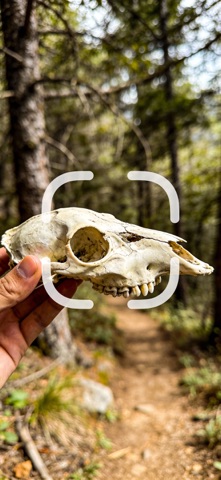 Bone, Skull & Tooth ID screenshot