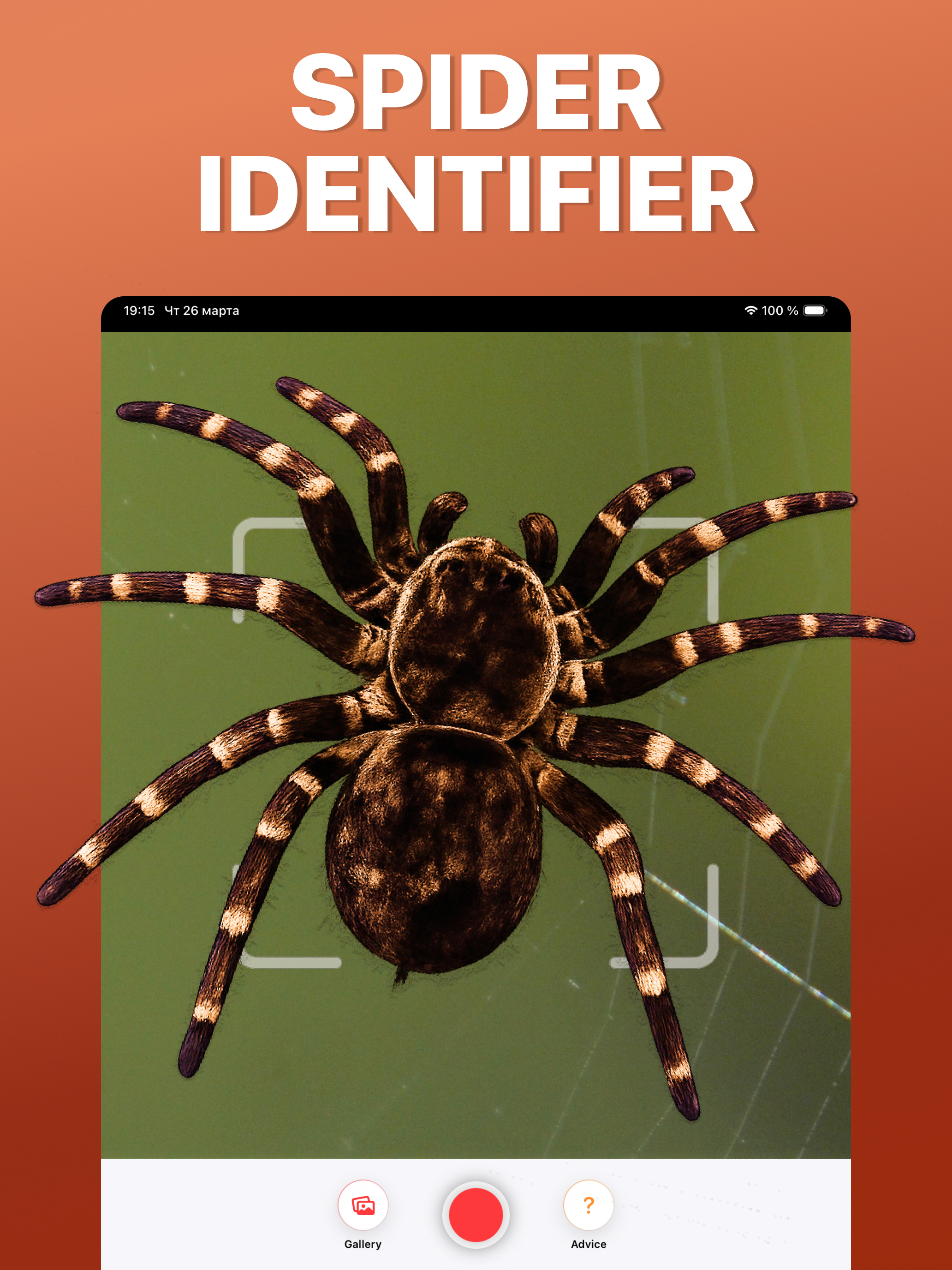 Spider Identifier: Scan AI