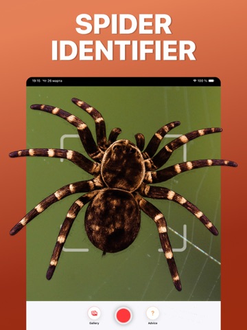 Spider Identifier: Scan AI iPad screenshot