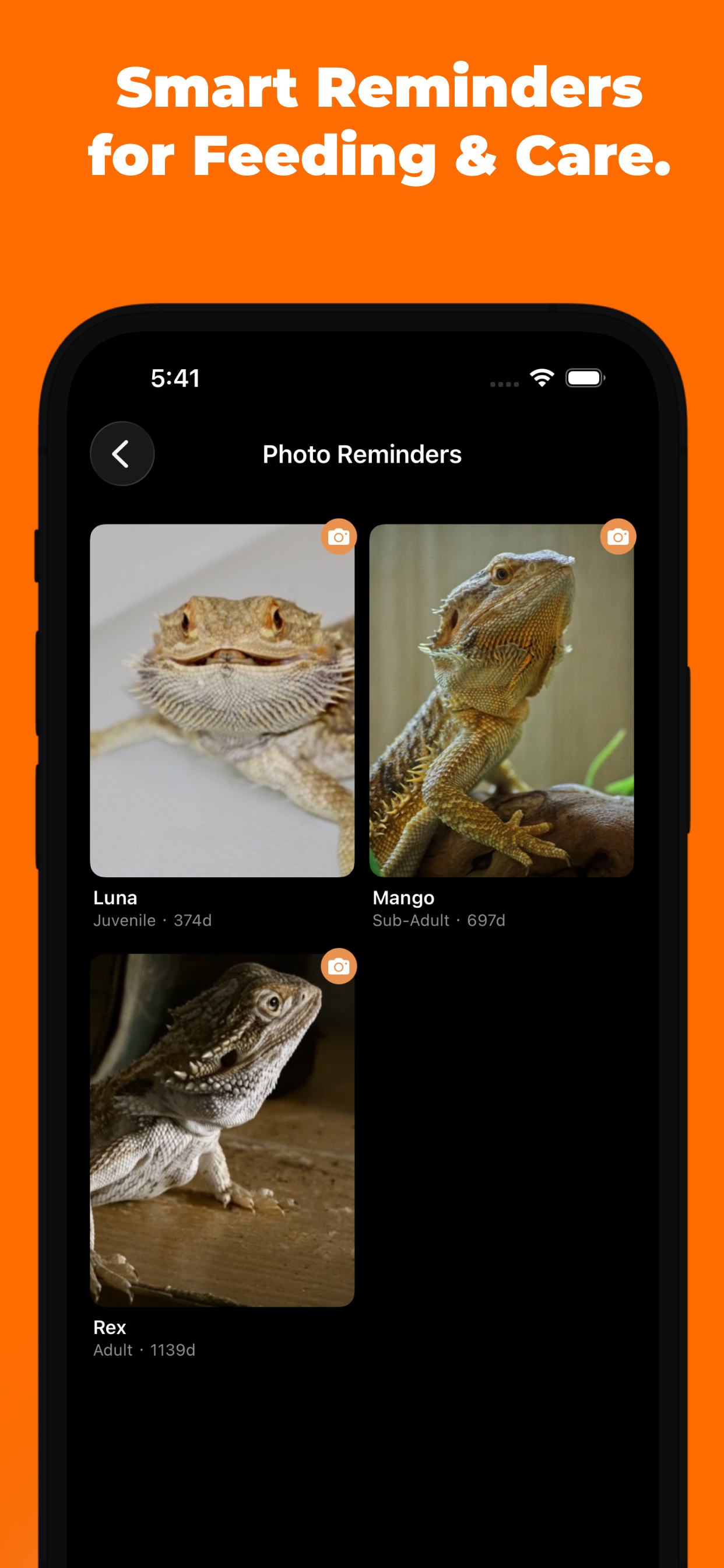 Beardie: Gecko Supplement Care