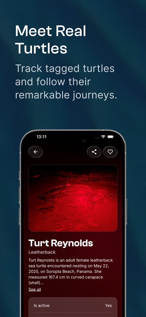 STC Turtle Tracker - App de Educación | MWM