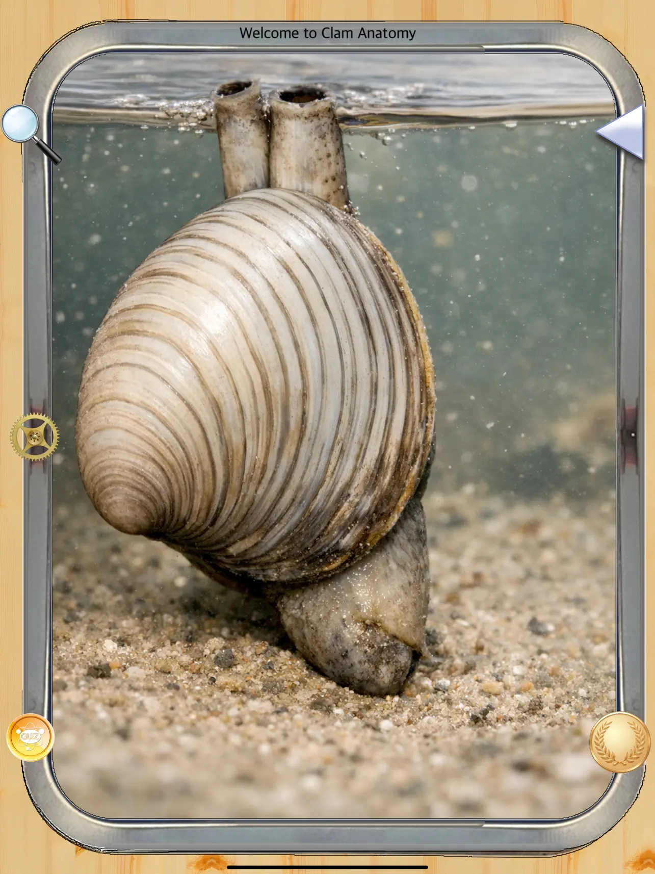 Screenshot #6 pour Anatomy of a Clam