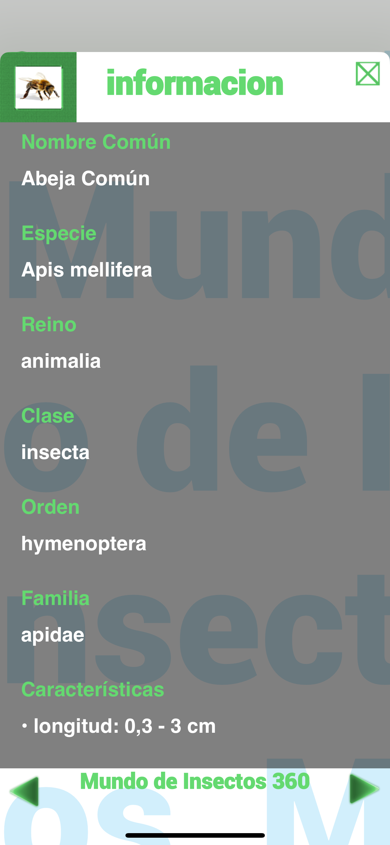 Insectos y arañas