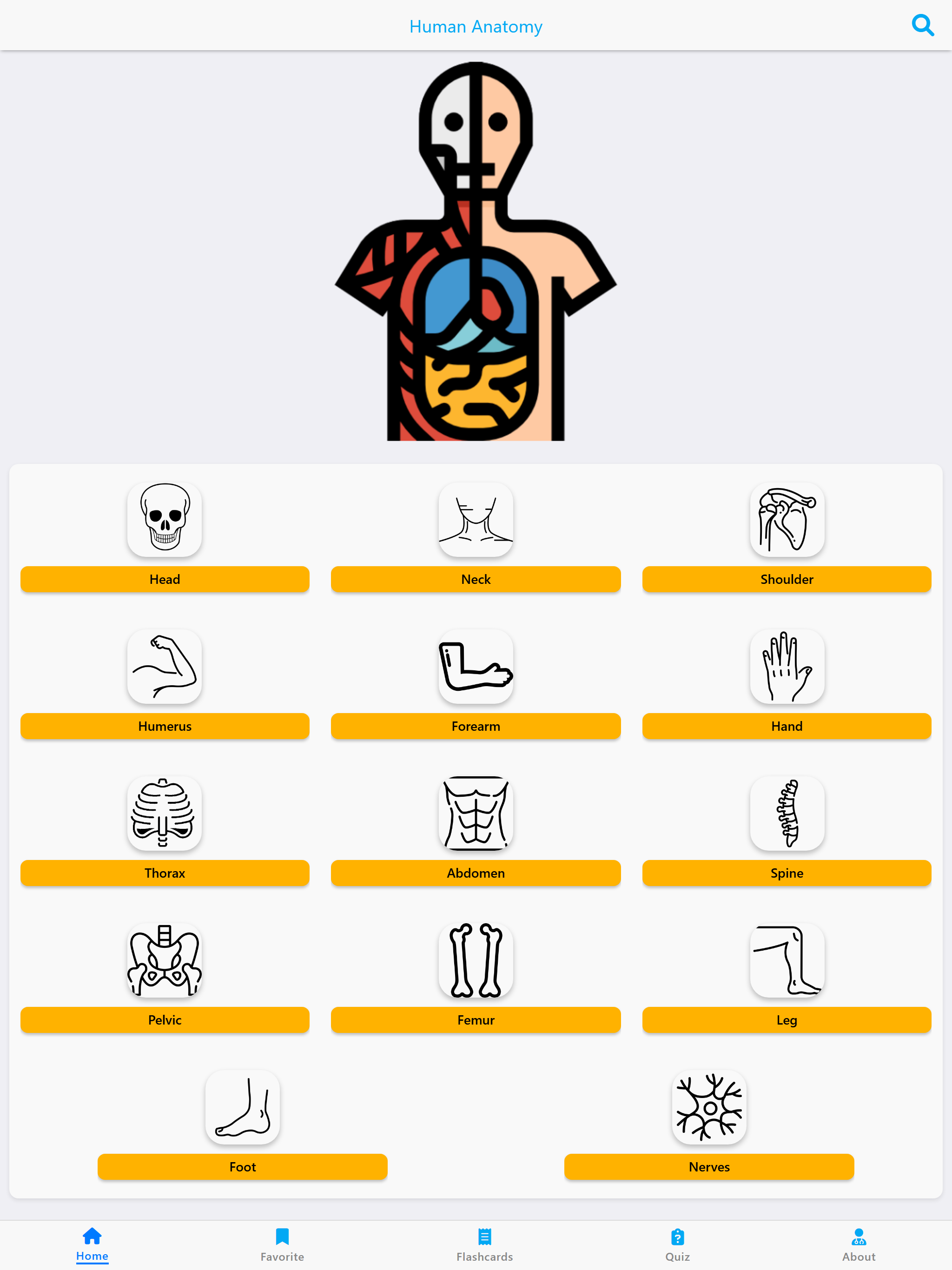 Learn Muscles Anatomy