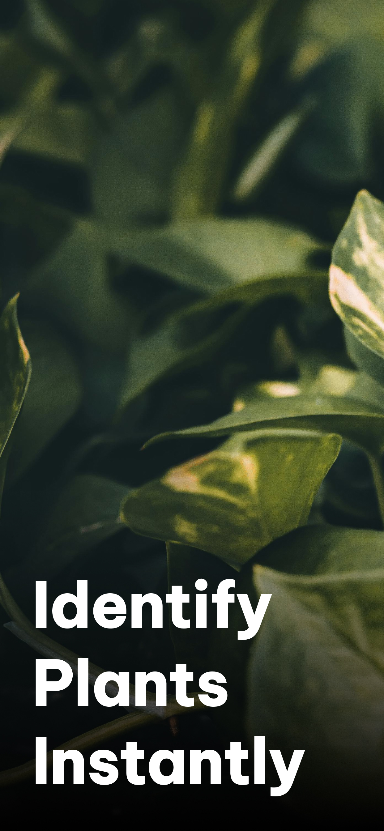 Plant Identifier: ID & Care