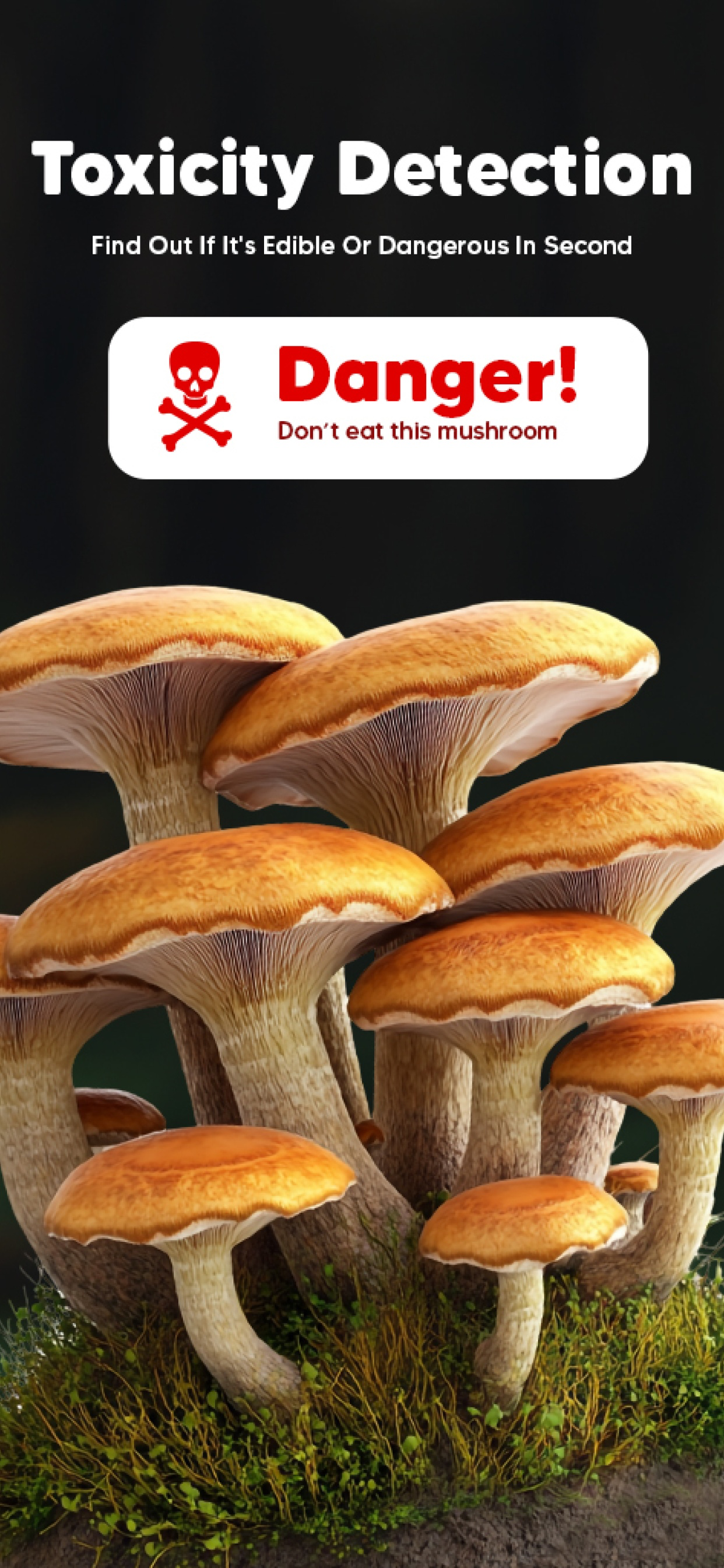 Mushroom Identifier : Fungis