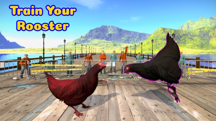 Rooster Battle-Chicken Fight