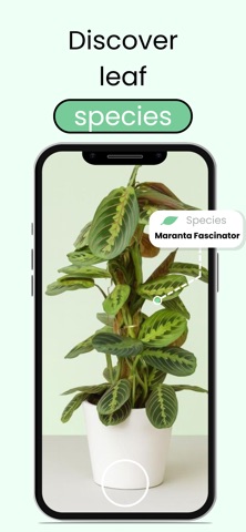 Leaf Identification: Plant ID Screenshot 2 of 4