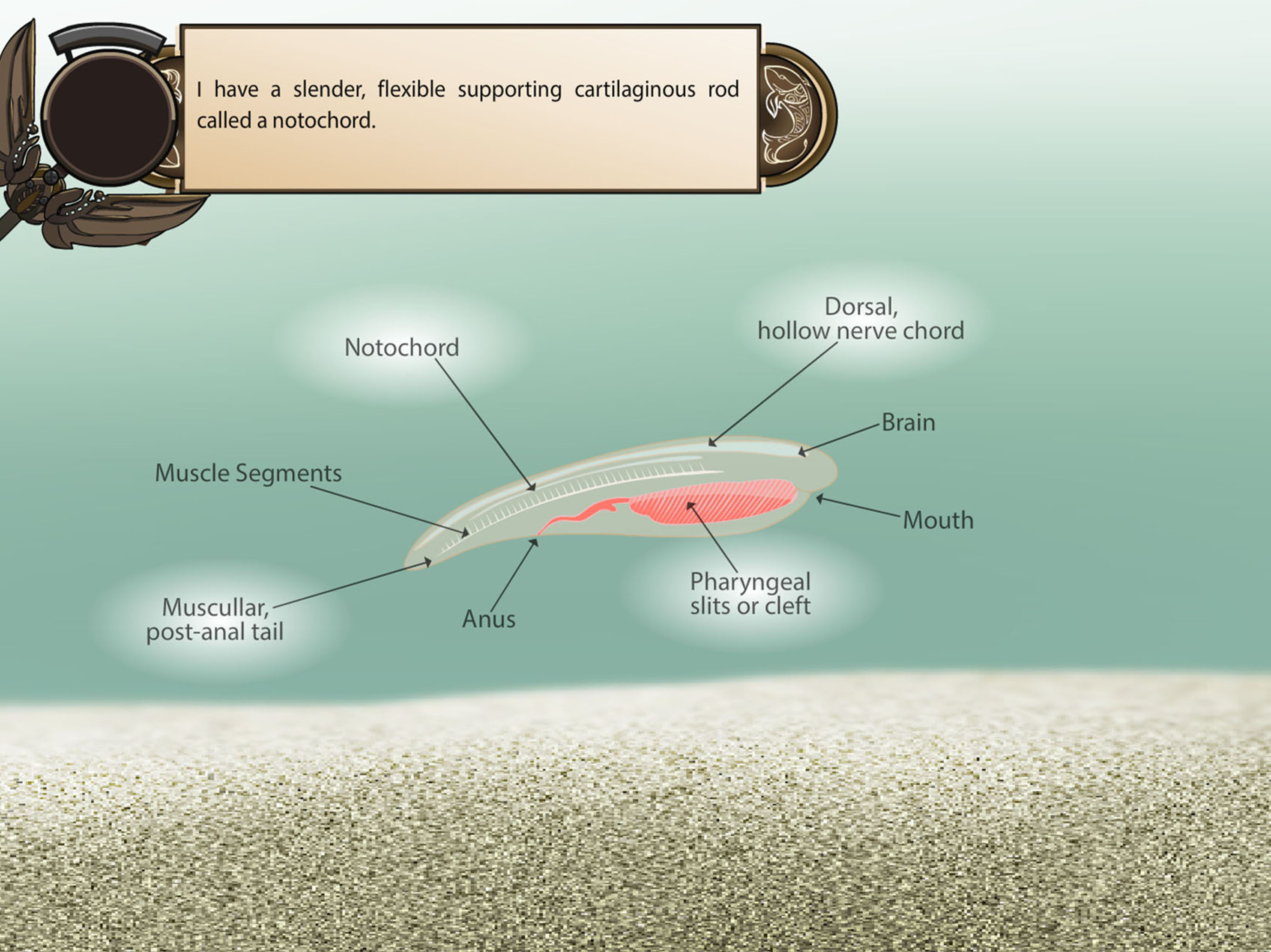 Chordates screenshot 6