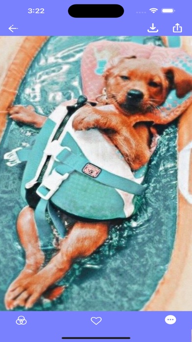 PFP X Dogs Wallpapers UHD! Screenshot