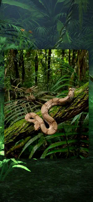 Jungle Animals: Sounds & Games screenshot 3
