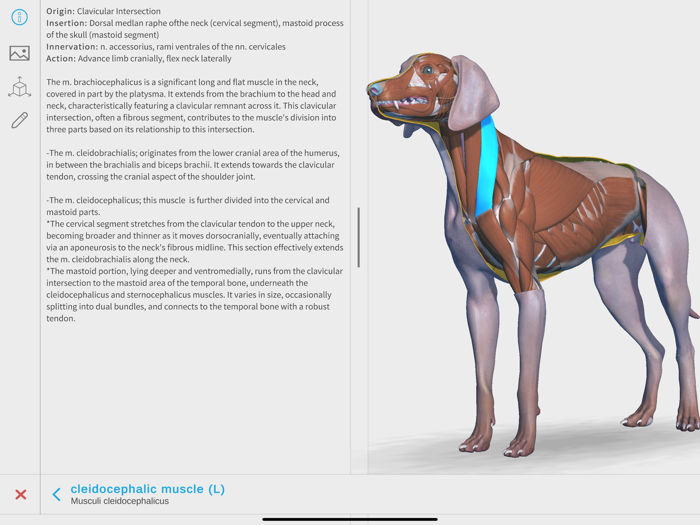 Complete Canine Anatomy 3D