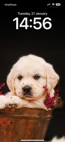 Cute Dog Wallpapers HD Screenshot 1 of 9