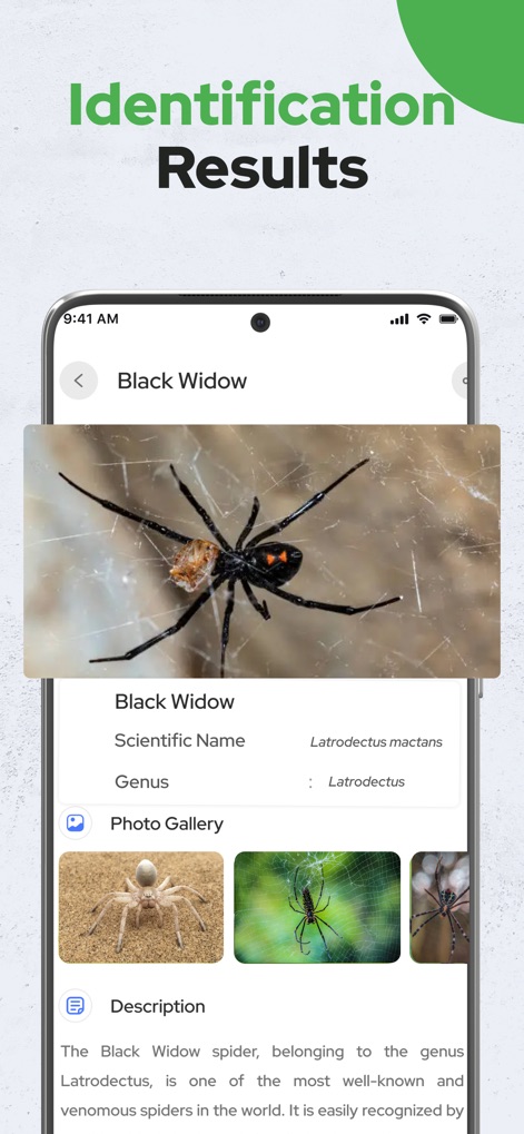 Spiders Identifier by Photo ID - App de Referencia | MWM