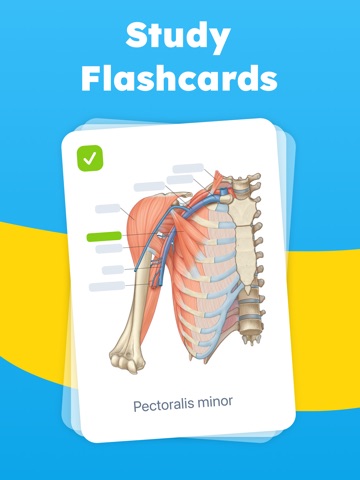 Mopiq: AI Flashcards Learning iPad screenshot