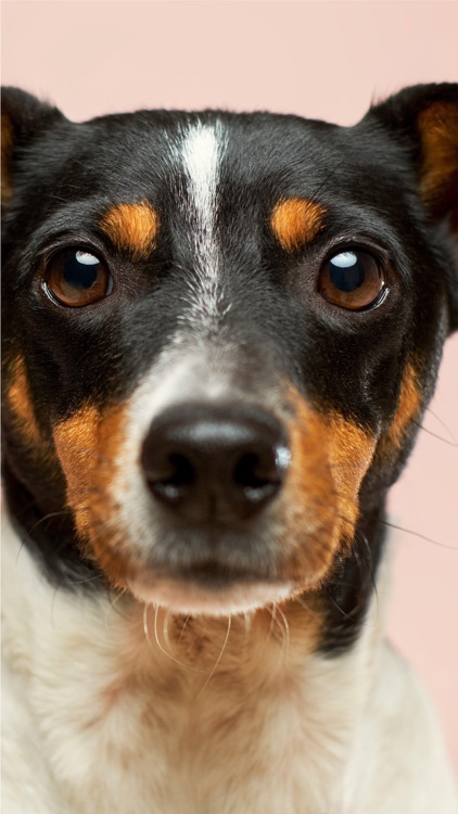 PetQuest | Pet Travels screenshot-5