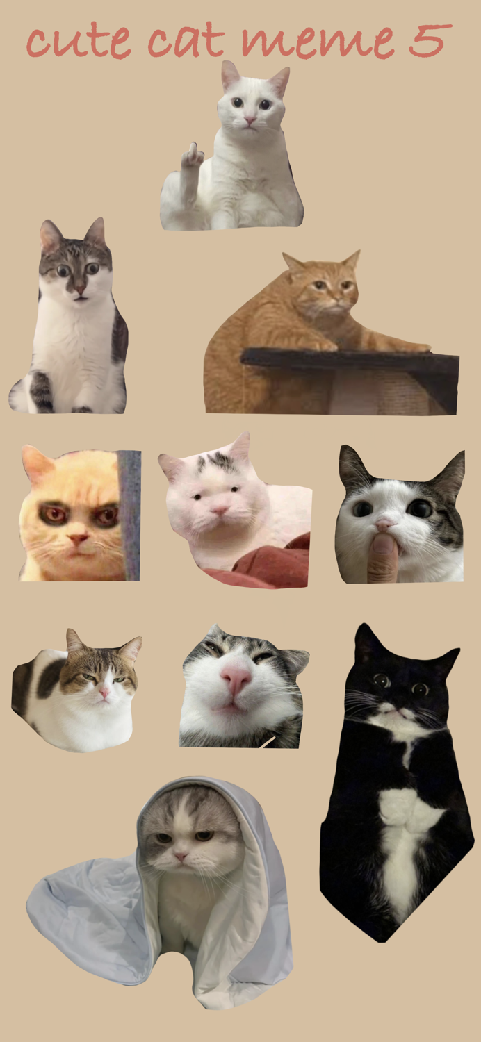 Cute Cat Meme 5
