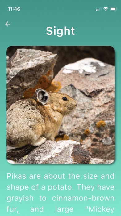Pika Patrol Screenshot