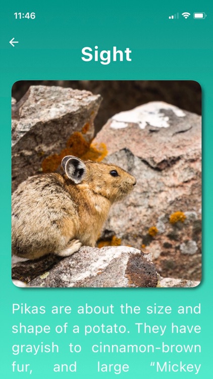 Pika Patrol screenshot-3