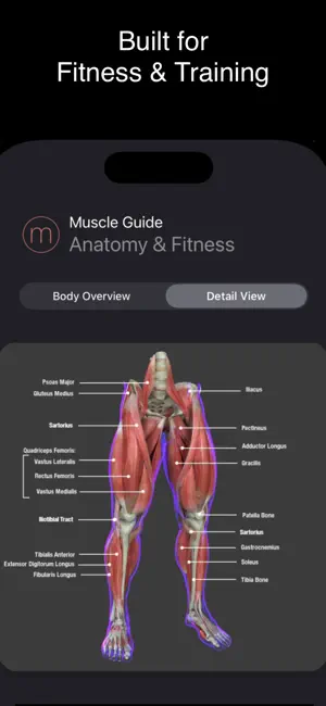 Fitness Muscle Guide screenshot 4