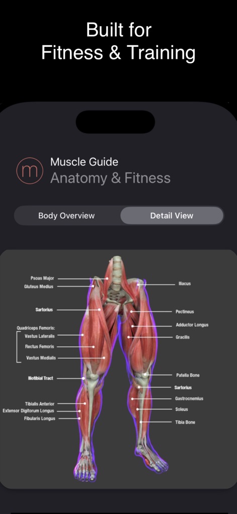 Fitness Muscle Guide - Medical App | MWM