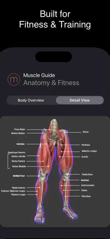 Fitness Muscle Guide screenshot 4 of 4