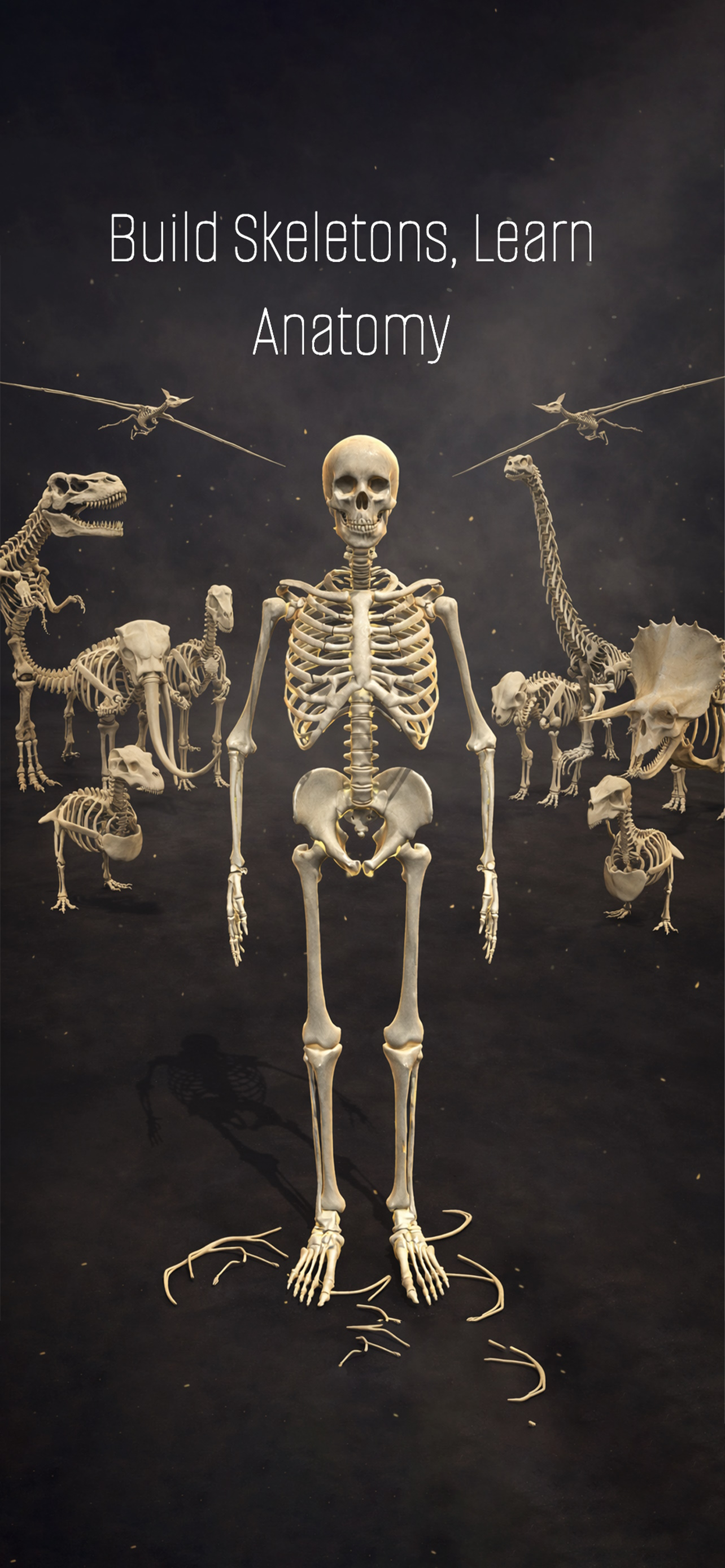 Skeleton Puzzle: Learn Anatomy