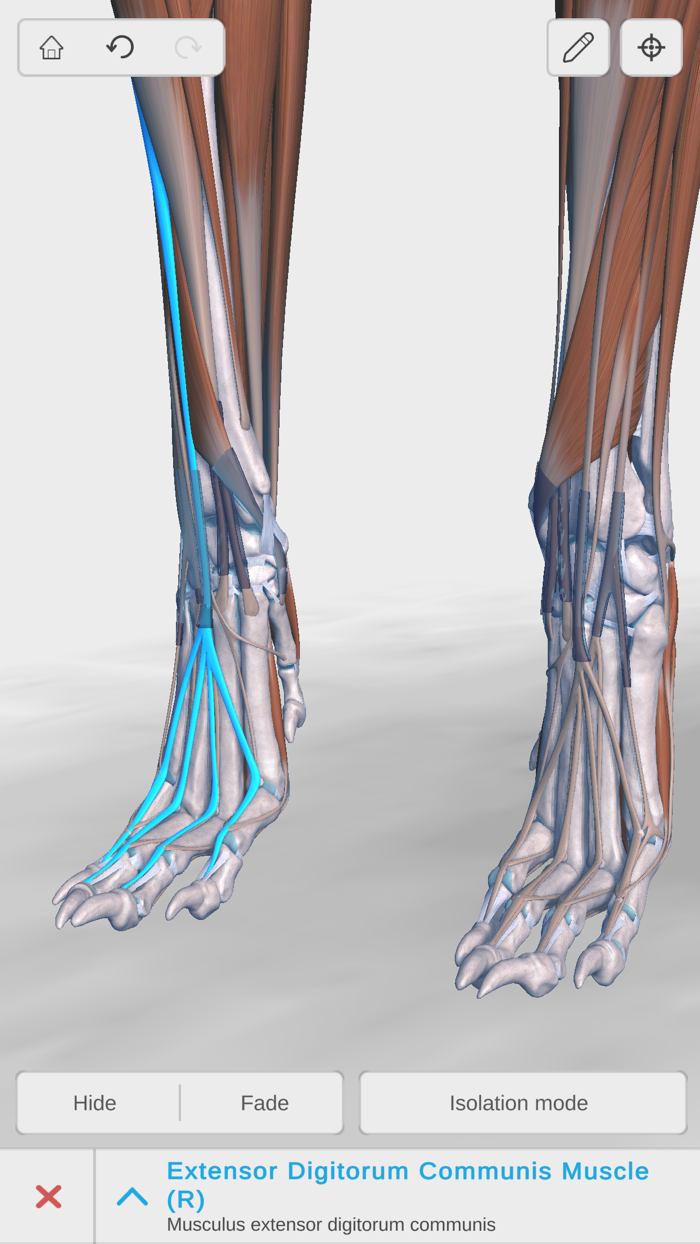 Complete Canine Anatomy 3D