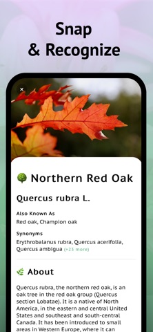 Tree Leaf Identifier Screenshot 2 of 8