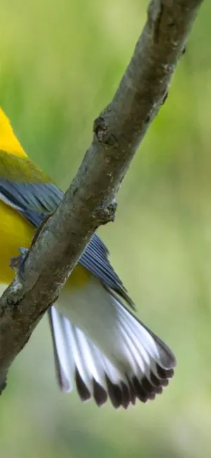 Bird Song Finder screenshot 2