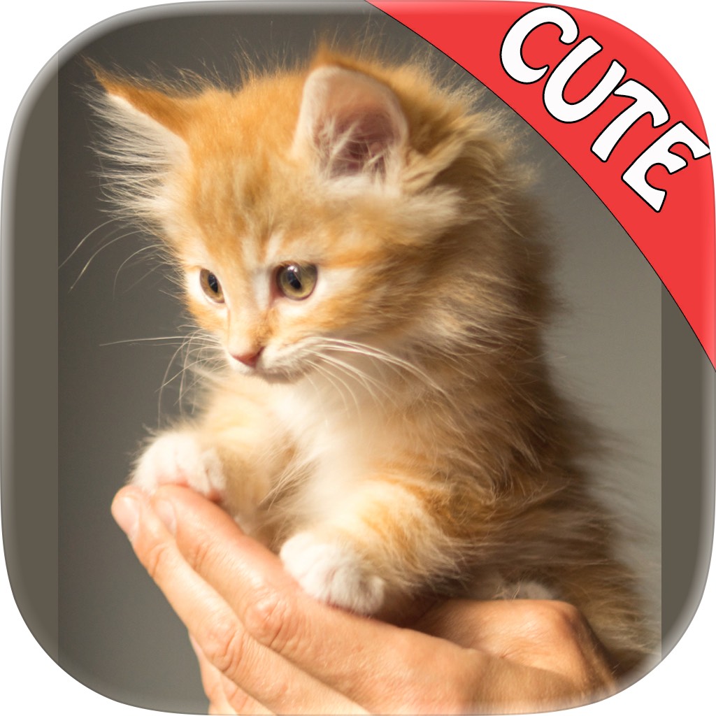 Apple App Store cover for Cute Cats Memory Match Game