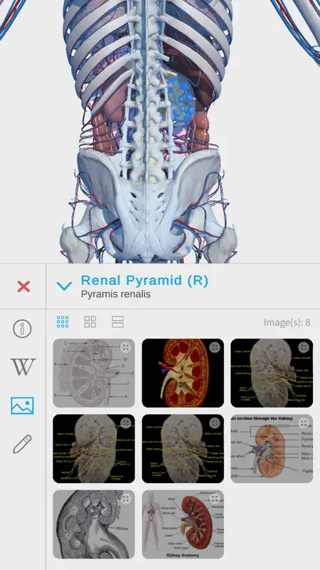 Visual Anatomy 3D - Human Body screenshot 9 of 9