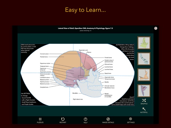 Screenshot #5 pour Anatomy Puzzles